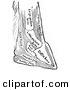 Clip Art of a Horse Foot with Names of Bones - Black and White by Picsburg