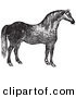Clip Art of a Retro Vintage Engraved Horse in Black and White on White by Picsburg