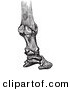 Clip Art of a Retro Vintage Sketch of Horse Bones and Articulations of the Foot Hoof in Black and White 4 by Picsburg