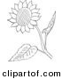 Clip Art of a Sunflower and Leaves - Black and White Line Art by Picsburg