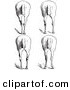 Clip Art of an Old Fashioned Vintage Engraved Horse Anatomy of Bad Hind Quarters in Black and White 10 by Picsburg