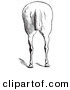 Clip Art of an Old Fashioned Vintage Engraved Horse Anatomy of Bad Hind Quarters in Black and White 7 by Picsburg