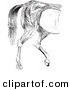 Clip Art of an Old Fashioned Vintage Engraved Horse Anatomy of Hind Quarter Muscular Covering in Black and White by Picsburg