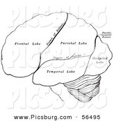 Clip Art of a Black and White Retro Diagram Drawing of the Hemispheres of the Human Brain by Picsburg
