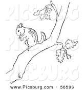 Clip Art of a Chipmunk with a Nut on a Tree Branch - Black and White Line Art by Picsburg