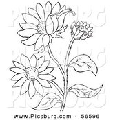 Clip Art of a Coloring Page of a Black Eyed Susan Flower Plant by Picsburg