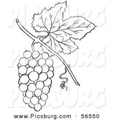 Clip Art of a Coloring Page of a Bunch of Grapes with a Leaf by Picsburg