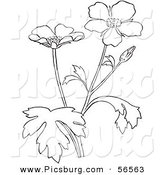 Clip Art of a Coloring Page of a Buttercup Flower Plant by Picsburg