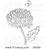 Clip Art of a Coloring Page of a Chrysanthemum Flower and Butterfly by Picsburg