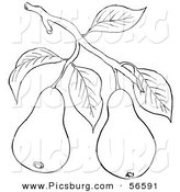 Clip Art of a Coloring Page of a Pear Tree Branch with Fruits by Picsburg