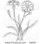 Clip Art of a Coloring Page Outline of a Bachelors Buttons Flower Plant by Picsburg