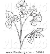 Clip Art of a Coloring Page Outline of a Strawberry Plant with Blossoms by Picsburg