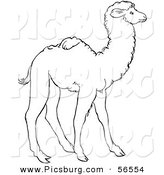 Clip Art of a Cute Baby Camel Standing - Black and White Line Art by Picsburg