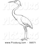 Clip Art of a Heron Bird Standing on Ground - Black and White Line Art by Picsburg