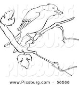 Clip Art of a Mockingbird on a Tree Branch - Black and White Line Art by Picsburg