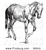 Clip Art of a Old Fashioned Vintage Engraved Horse Anatomy of Muscular Structure in Black and White by Picsburg