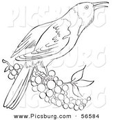 Clip Art of a Oriole Bird on a Branch Full of Berries - Black and White Line Art by Picsburg