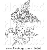 Clip Art of a Outlined Lilac Flower Plant on White by Picsburg