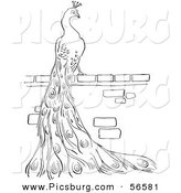 Clip Art of a Peacock Standing on a Brick Wall - Black and White Line Art by Picsburg