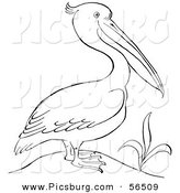 Clip Art of a Pelican Standing Beside a Plant - Black and White Line Art by Picsburg