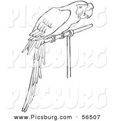 Clip Art of a Perched Parrot in a Caged Environment - Black and White Line Art by Picsburg