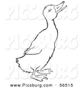 Clip Art of a Quaking Duckling on Ground - Black and White Line Art by Picsburg
