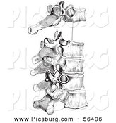 Clip Art of a Retro Drawing of the Peculiar Dorsal Thoracic Vertebrae in Black and White by Picsburg