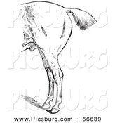 Clip Art of a Retro Old Fashioned Engraved Horse Anatomy of Bad Hind Quarters in Black and White by Picsburg