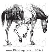 Clip Art of a Retro Vintage Engraved Horse Anatomy of Muscular Covering Butt View in Black and White by Picsburg
