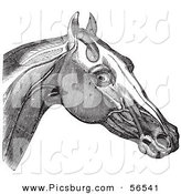 Clip Art of a Retro Vintage Engraving of Horse's Head and Neck Muscles in Black and White 2 by Picsburg