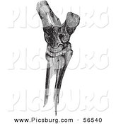 Clip Art of a Retro Vintage Sketch of Horse Hock Bones in Black and White by Picsburg