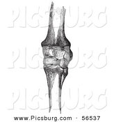 Clip Art of a Retro Vintage Sketch of Horse Knee Bones in Black and White by Picsburg
