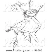 Clip Art of a Robin Resting on a Branch by Her Nest with Eggs - Black and White Line Art by Picsburg