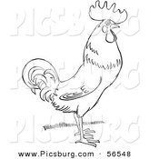 Clip Art of a Rooster Standing on Grass - Black and White Line Art by Picsburg