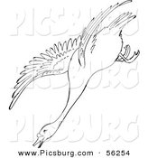 Clip Art of a Swan Descending in Flight - Black and White Line Art by Picsburg