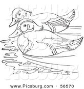 Clip Art of a Wood Duck Couple Swimming in a Pond - Black and White Line Art by Picsburg