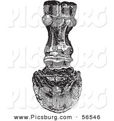 Clip Art of an Old Fashioned Vintage Back View of the Bones in a Horse Foot and Hoof in Black and White by Picsburg