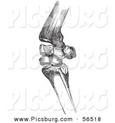 Clip Art of an Old Fashioned Vintage Bones of a Flexed Horse Knee in Black and White by Picsburg