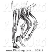 Clip Art of an Old Fashioned Vintage Engraved Diagram of Horse Leg Muscles and Bones in Black and White by Picsburg