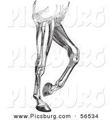 Clip Art of an Old Fashioned Vintage Engraved Diagram of Horse Leg Muscles in Black and White by Picsburg