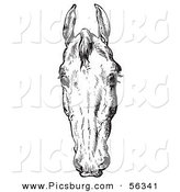 Clip Art of an Old Fashioned Vintage Engraved Horse Anatomy of a Bad Head in Black and White 2 by Picsburg