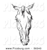 Clip Art of an Old Fashioned Vintage Engraved Horse Anatomy of a Bad Head in Black and White 3 by Picsburg