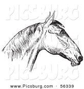Clip Art of an Old Fashioned Vintage Engraved Horse Anatomy of a Bad Head in Black and White 4 by Picsburg