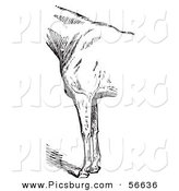 Clip Art of an Old Fashioned Vintage Engraved Horse Anatomy of Bad Conformation of Fore Quarters in Black and White 3 by Picsburg
