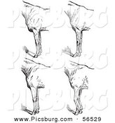 Clip Art of an Old Fashioned Vintage Engraved Horse Anatomy of Bad Conformation of Fore Quarters in Black and White 5 by Picsburg