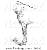 Clip Art of an Old Fashioned Vintage Engraved Horse Anatomy of Bad Conformation of Fore Quarters in Black and White by Picsburg