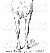 Clip Art of an Old Fashioned Vintage Engraved Horse Anatomy of Bad Conformations of the Fore Quarters in Black and White 3 by Picsburg
