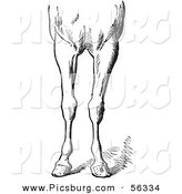 Clip Art of an Old Fashioned Vintage Engraved Horse Anatomy of Bad Conformations of the Fore Quarters in Black and White 5 by Picsburg