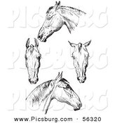 Clip Art of an Old Fashioned Vintage Engraved Horse Anatomy of Bad Heads in Black and White by Picsburg