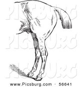 Clip Art of an Old Fashioned Vintage Engraved Horse Anatomy of Bad Hind Quarters in Black and White 3 by Picsburg